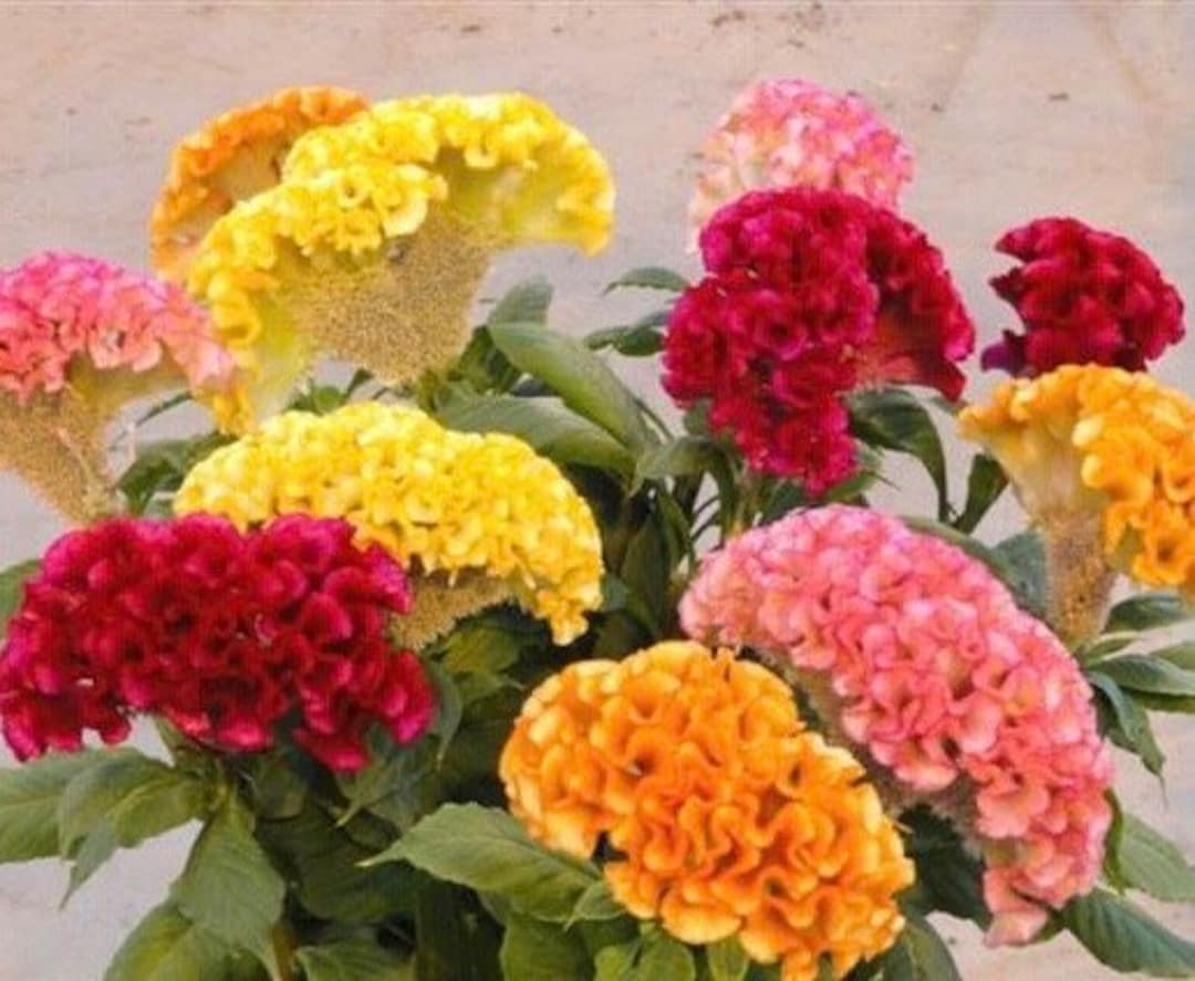 Healthy Live Celosia Chief Mix Small Flower Plugs Etsy