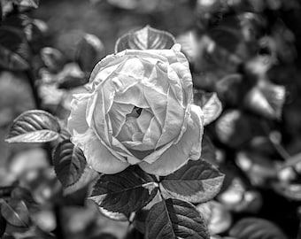 Black and White Bengal Rose Art Print | Floral Photography