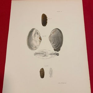 May include: A black and white illustration of various seashells. The image is labelled "Plate 30" and includes the text "Lith. of Endicott".
