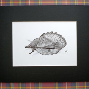 Lappet Moth Ink Illustration, Original Wall Art, Camouflage Insect Inkwork