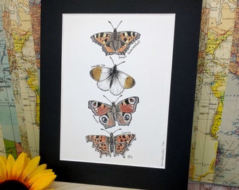 British Garden Butterflies Art Print: 8" x 10" Mounted Nature ID Illustration, Limited Edition