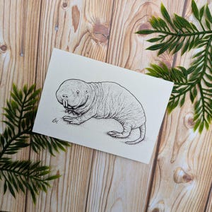de voeux nu de rat-taupe | Illustration biologique A7 | Une seule carte vierge recyclée
