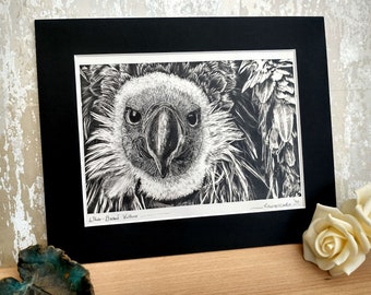 Limited Edition Print - White-Backed Vulture, Mounted A5, Ready to Frame