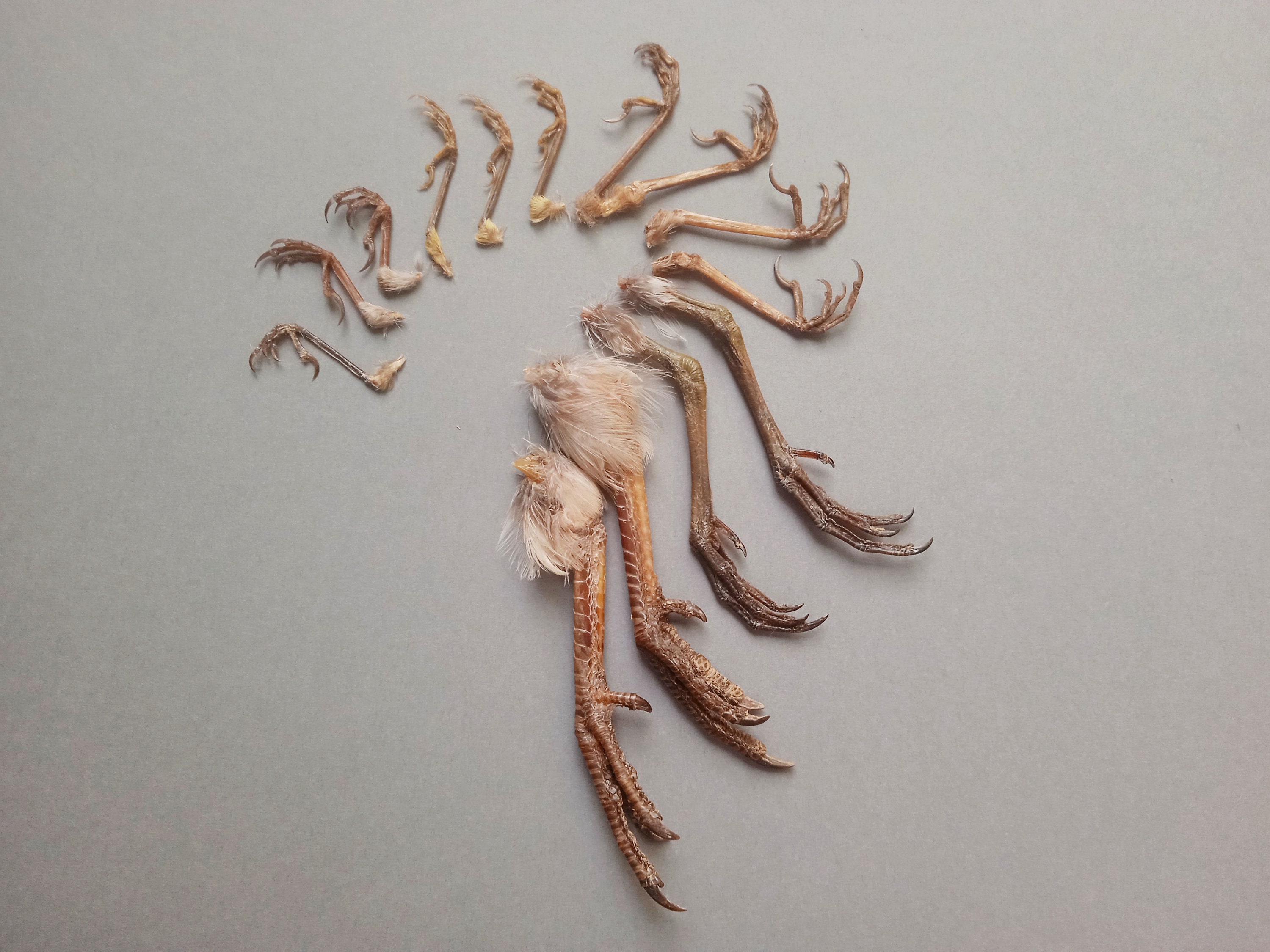 14 natural bird legs / set of real bird feet / cruelty free Etsy