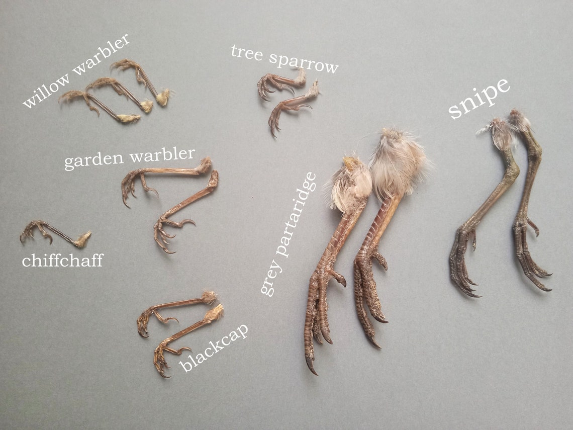 14 natural bird legs / set of real bird feet / cruelty free Etsy