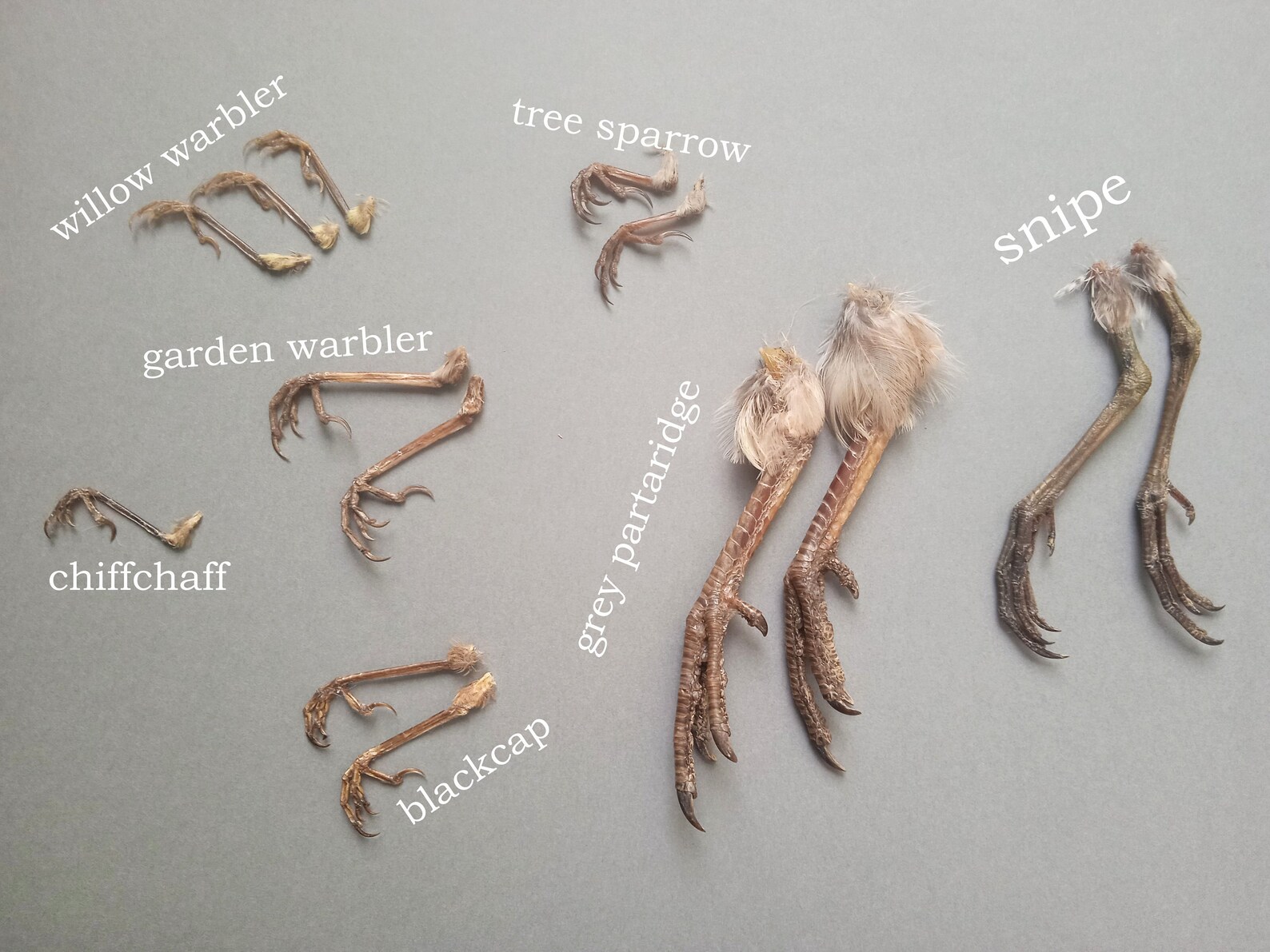 14 natural bird legs / set of real bird feet / cruelty free Etsy