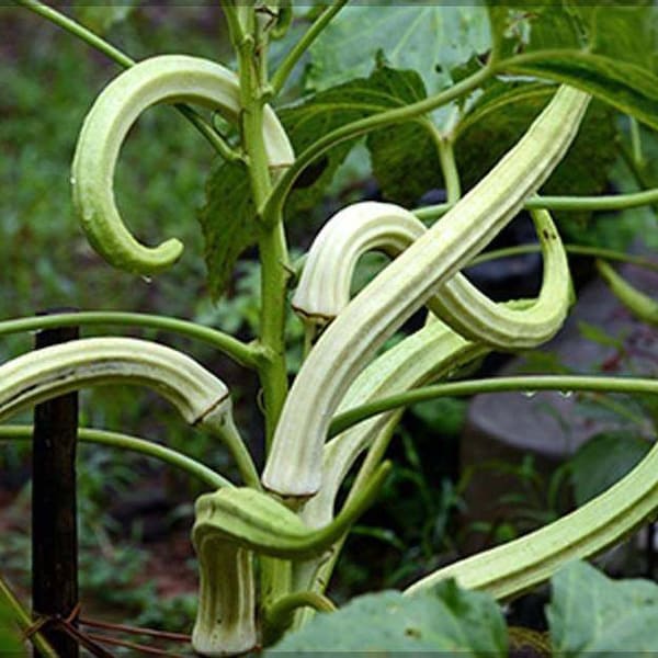 Elephant Tusk Okra Seeds