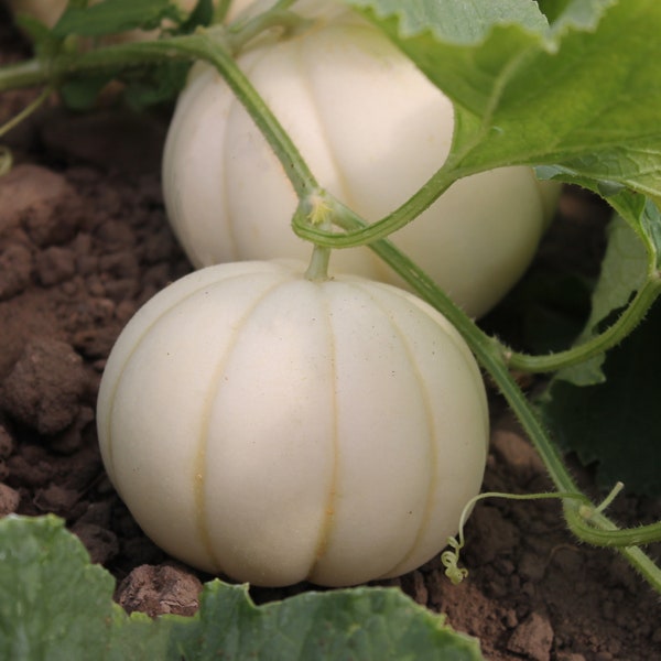 Kiku Crysanthemum Melon Seeds