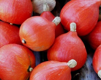 Red Uchiki Kuri Squash Seeds