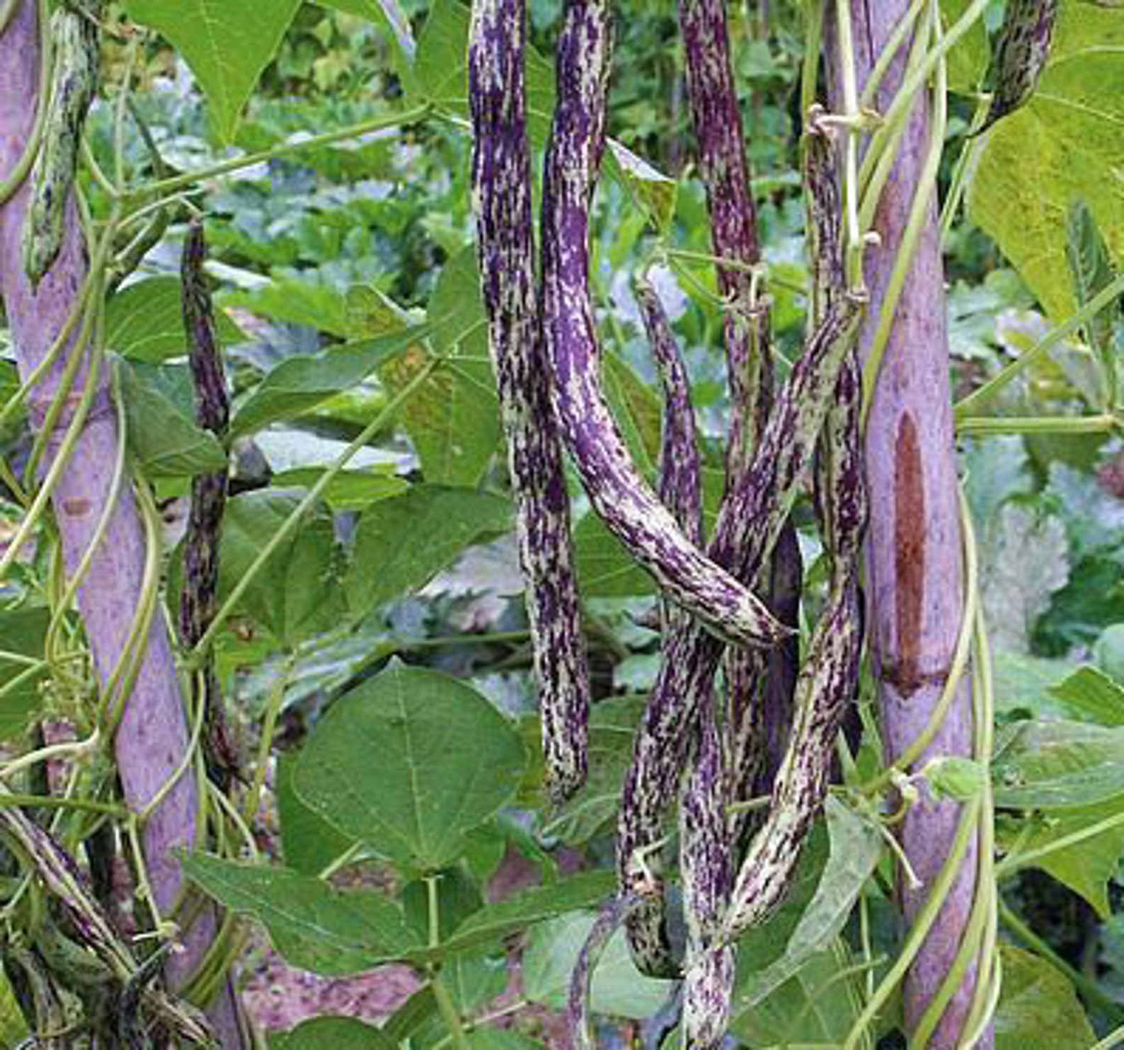 Autumn Zebra Bean Seeds | Etsy