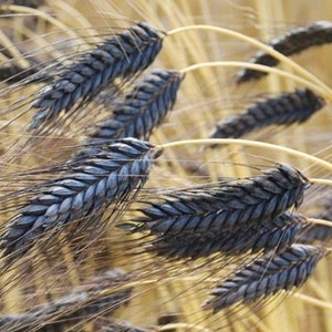 Black Hulless Barley Seeds