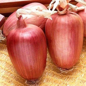 Ramata Rosso di Milano Onion Seeds