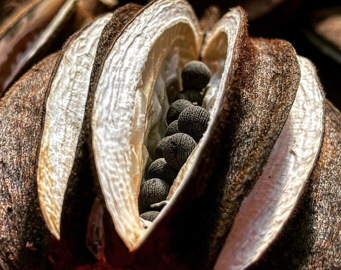 Motherland Okra Seeds Etsy