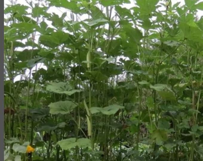 Nkruma Tenten Okra Seeds Etsy