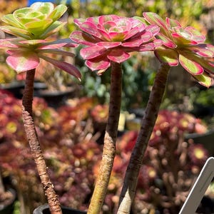 May include: Three succulent plants with vibrant green and pink rosettes. The plants have thick, brown stems and are potted in a black container. The background shows other plants, suggesting a nursery or garden setting.