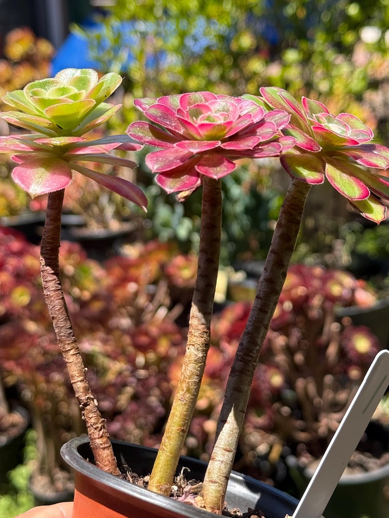 May include: Three succulent plants with vibrant green and pink rosettes. The plants have thick, brown stems and are potted in a black container. The background shows other plants, suggesting a nursery or garden setting.