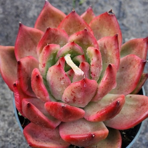 Echeveria Agavoides Scarlet