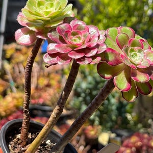 May include: Three succulent plants with green and red-edged rosettes are displayed in a black pot. The stems are brown and textured. The background is blurred, showing other plants in a garden setting.