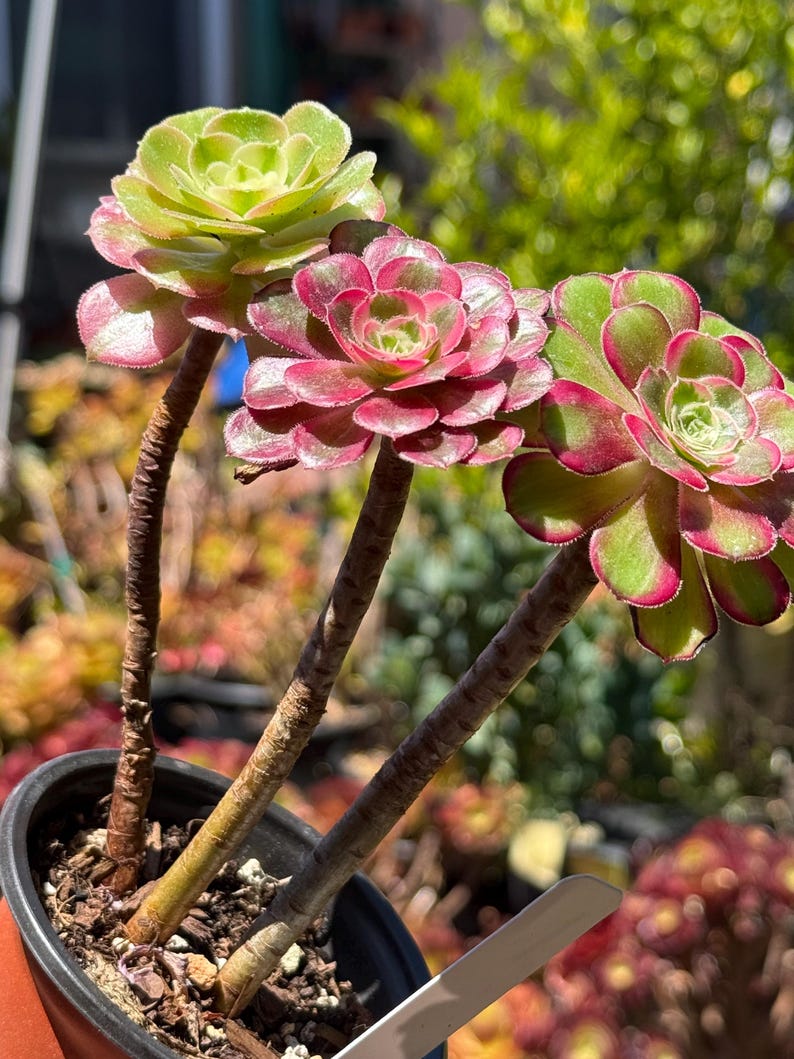 May include: Three succulent plants with green and red-edged rosettes are displayed in a black pot. The stems are brown and textured. The background is blurred, showing other plants in a garden setting.