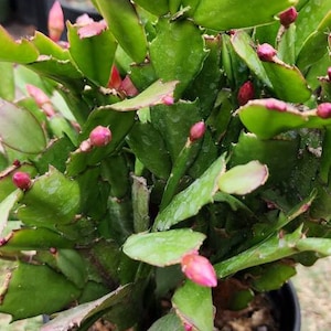 3x cuttings of Thanksgiving Cactus