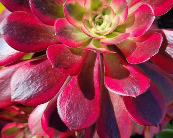 Aeonium Medusa Cutting