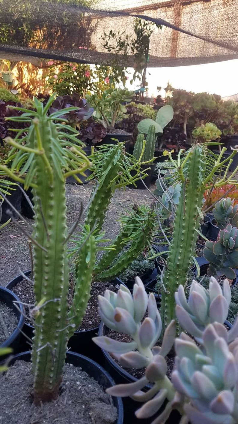 African Palm Tree/ Euphorbia Loricata Etsy