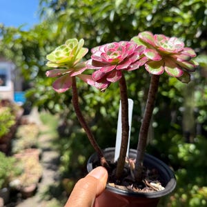 May include: A small potted succulent plant with three rosettes. The succulent has green and pink leaves. The plant is held in a small black pot. The background is blurred with green foliage and a bright blue sky.