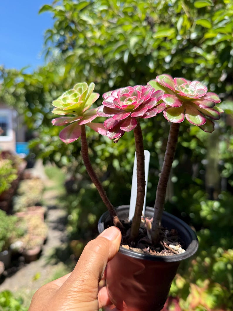 May include: A small potted succulent plant with three rosettes. The succulent has green and pink leaves. The plant is held in a small black pot. The background is blurred with green foliage and a bright blue sky.
