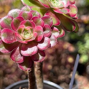 May include: Close-up of two succulent plants with vibrant, layered rosettes. The leaves transition from deep burgundy to bright green, creating a striking contrast. The plants are in a dark pot, with a blurred background of other plants.