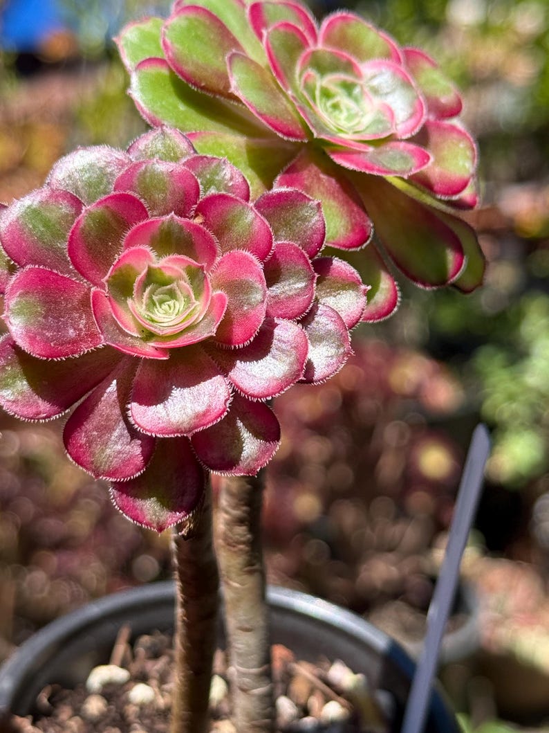 May include: Close-up of two succulent plants with vibrant, layered rosettes. The leaves transition from deep burgundy to bright green, creating a striking contrast. The plants are in a dark pot, with a blurred background of other plants.