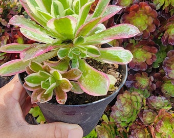 Aeonium Riverstone in 4 pot