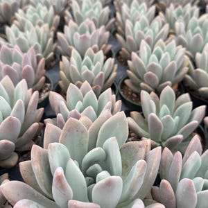 Graptoveria Opalina in 4 inch pot