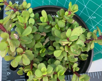 Portulaca Afra