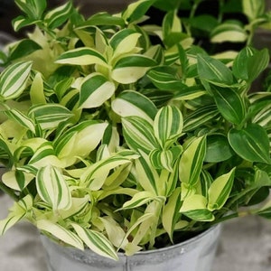 3 Cuttings of Tradescantia Variegata