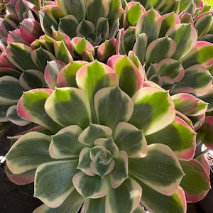 Aeonium Pink Witch Cutting