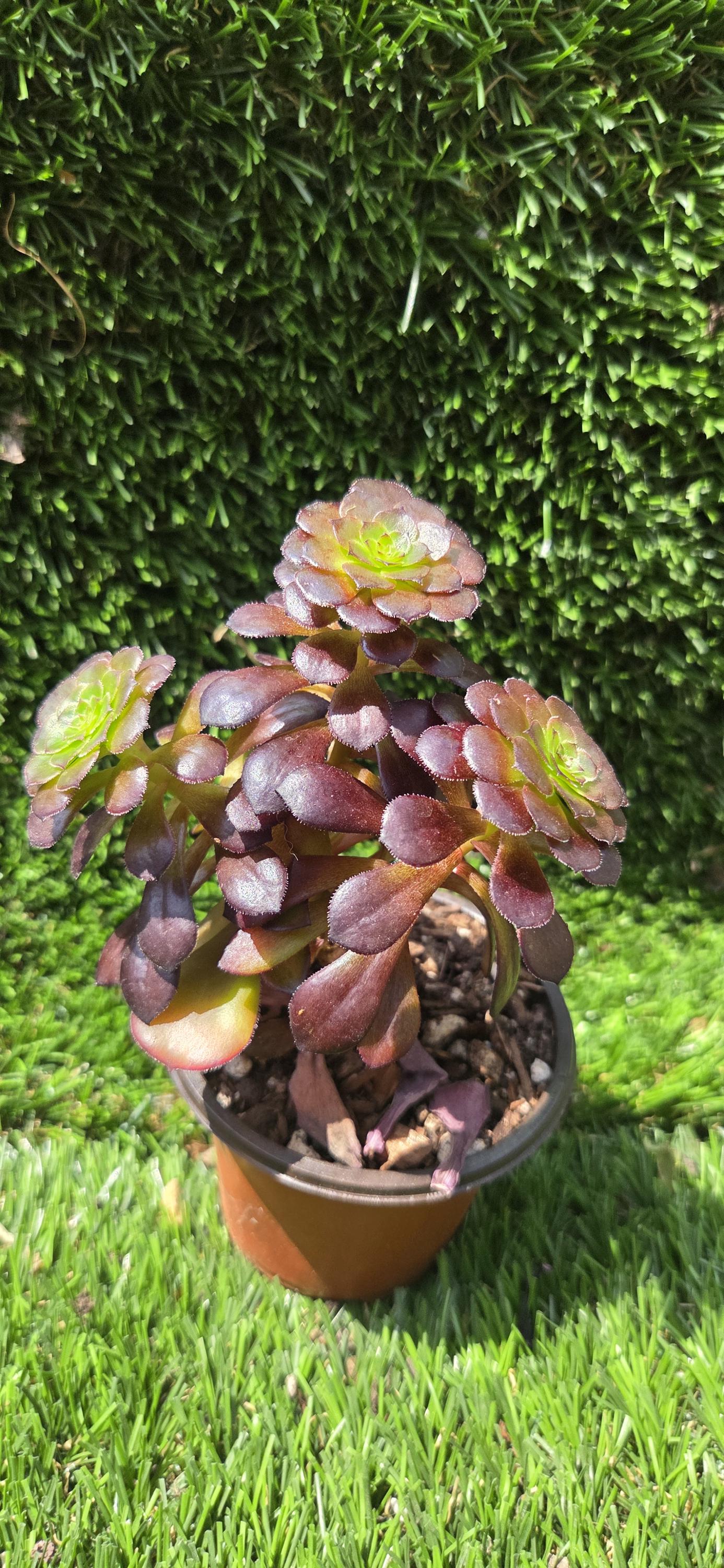 Aeonium Copper Kettle Small Cluster - Etsy