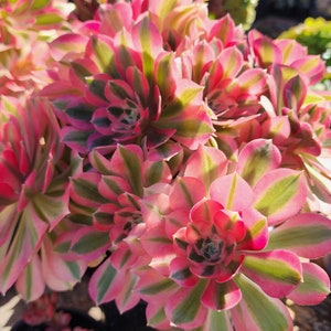 Aeonium Pink Witch Cutting image 10