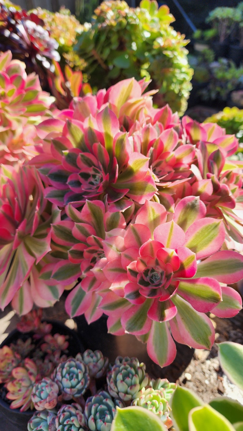 Aeonium Pink Witch Cutting image 10