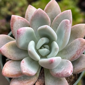 May include: Close-up of a succulent plant with pale green and pink leaves. The leaves are thick and fleshy, arranged in a rosette pattern. The tips of the leaves have a reddish hue. The plant is in a small green pot.