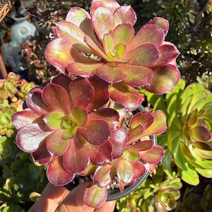 Aeonium Voodoo Var 3 rooted stems in 3.5 inch pot