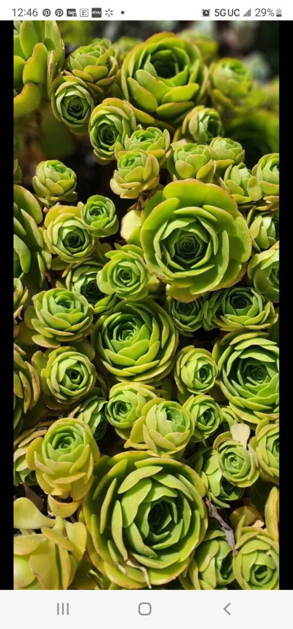 4 Rare Aeonium Carribean Rose | Etsy