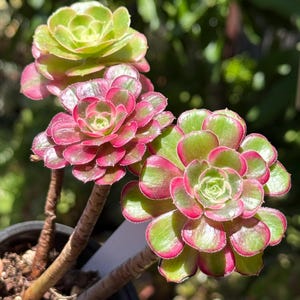 May include: Close-up of a succulent plant with vibrant green and pink rosettes. The plant features multiple flower-like heads, each with layered petals. The stems are brown, and the plant is potted in a dark container, set against a blurred green background.