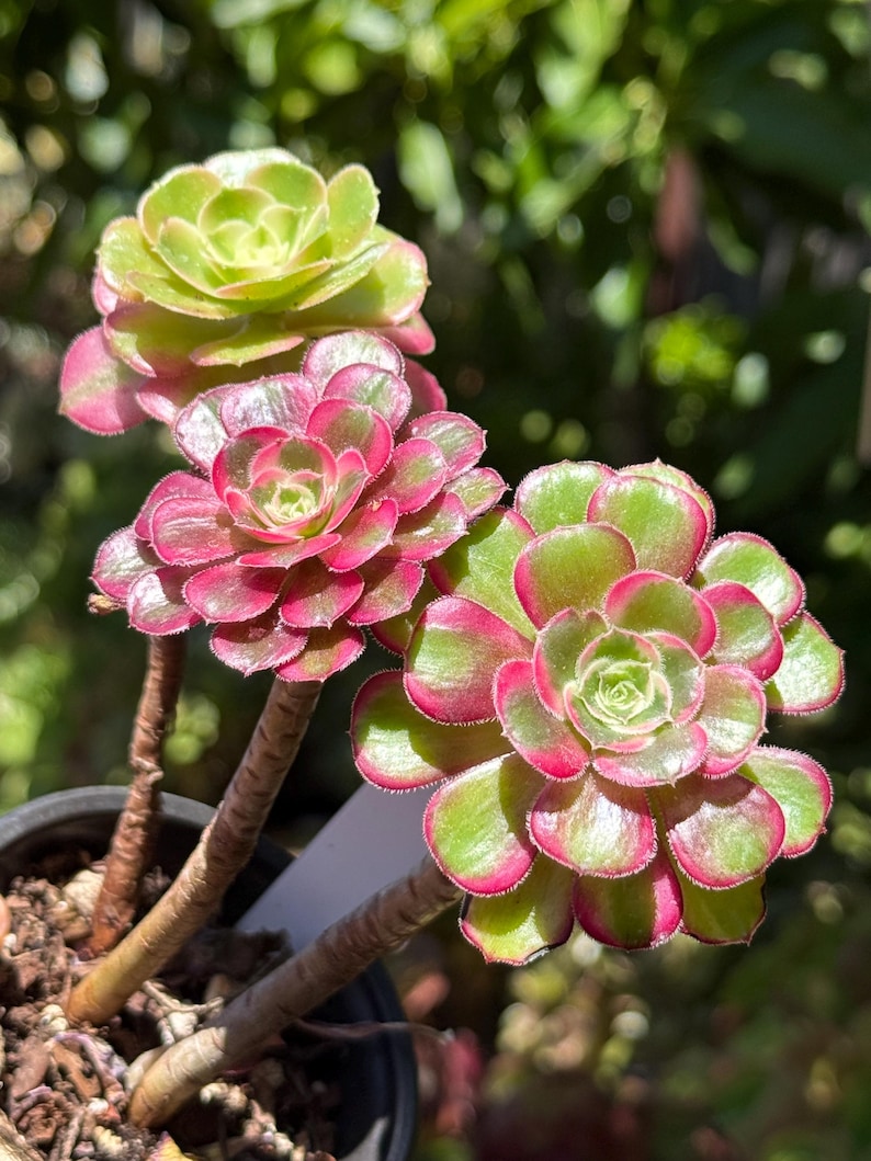 May include: Close-up of a succulent plant with vibrant green and pink rosettes. The plant features multiple flower-like heads, each with layered petals. The stems are brown, and the plant is potted in a dark container, set against a blurred green background.