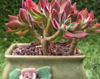 Jeanz23 - Etsy