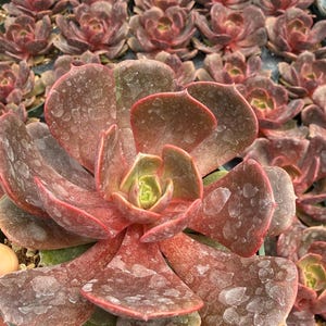May include: A succulent plant with fleshy, dark reddish-brown leaves arranged in a rosette pattern. The leaves feature a light-colored, mottled, or dusty texture on their surfaces, with a pale green center visible at the core of the plant.