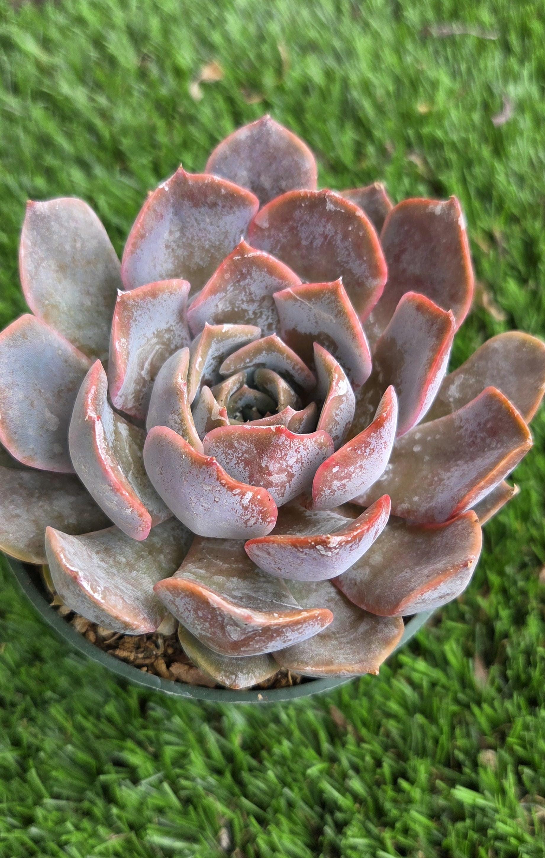 Jeanz23 - Etsy