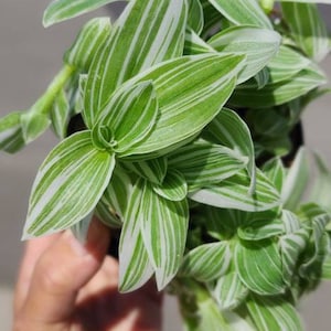 3x small cuttings of Tradescantia Albiflora