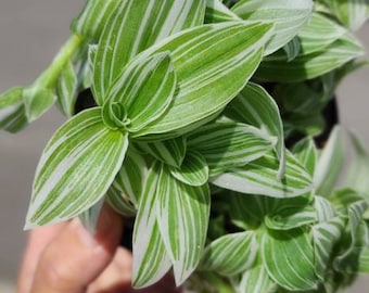 3x small cuttings of Tradescantia Albiflora