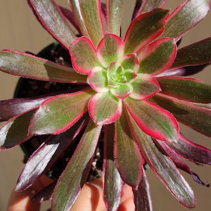 Imported Aeonium No Id in 4 inch pot