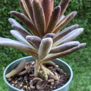 kalanchoe chocolate soldier in 4&quot;pot